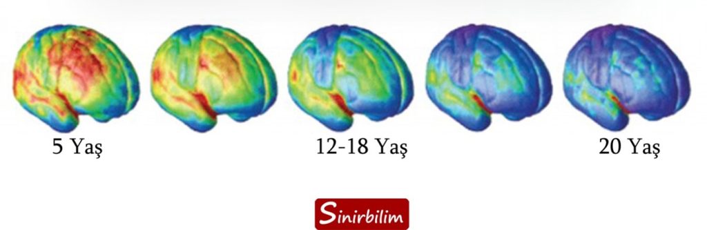 İnsan Beyninin Gelişiminin Faaliyet Derecesi