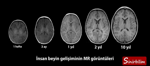 İnsan Beyninin Gelişimi