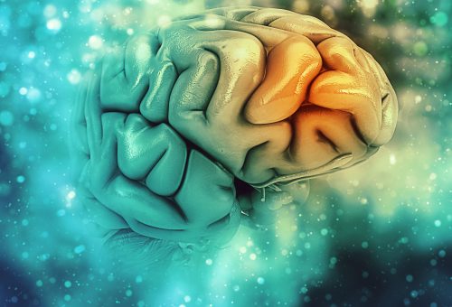 CORPUS CALLOSUM