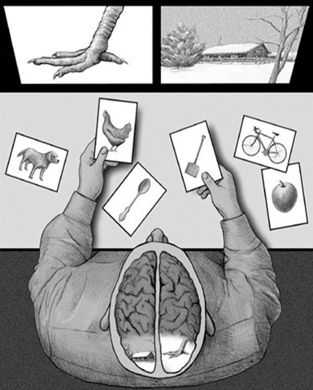 Corpus Callosum ile ilgili yapılan diğer deneyi açıklayan görsel